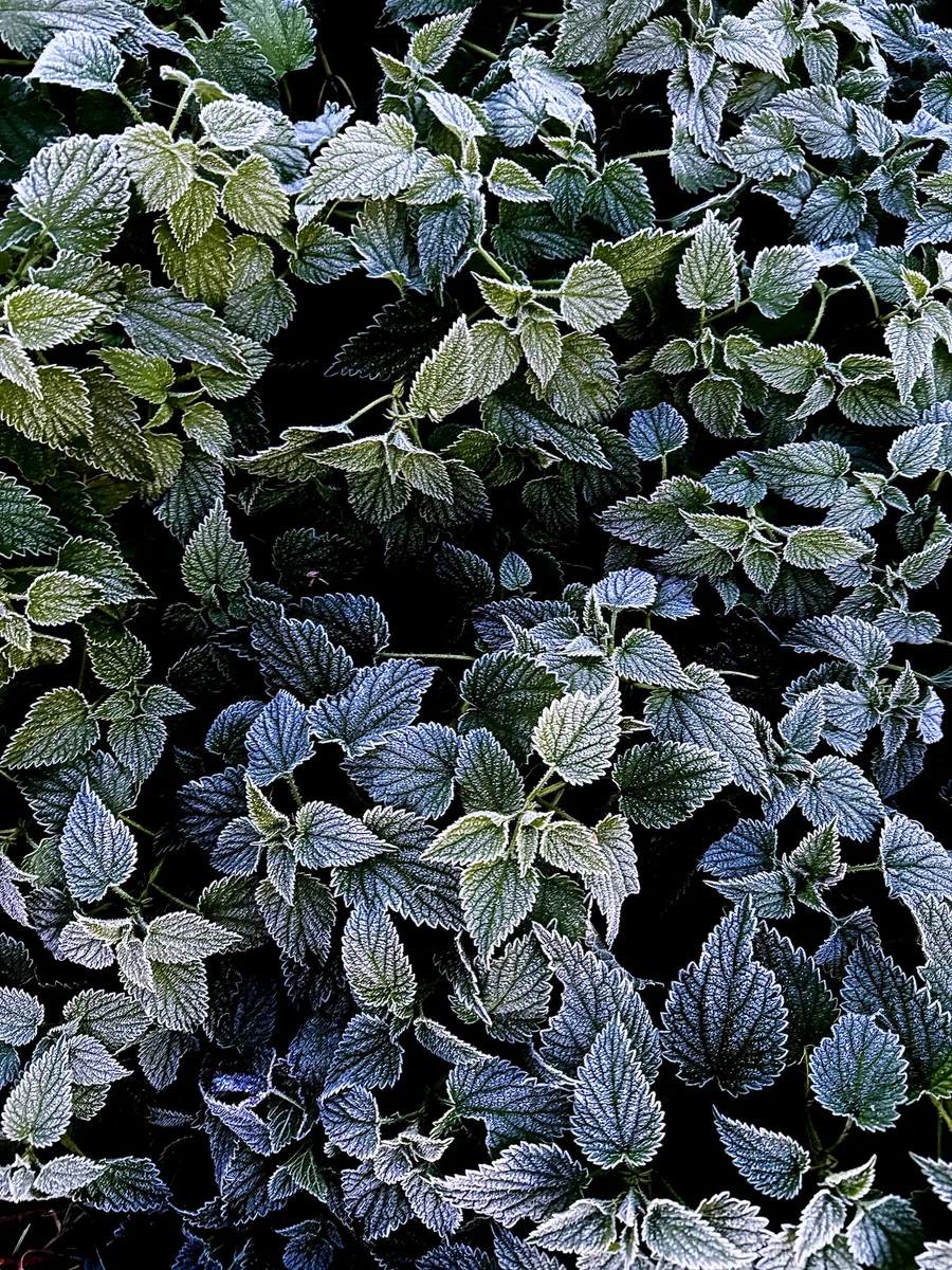 Frost-covered garden bed in late autumn with cut-back perennials, mulch, and a wrapped shrub beside a shed